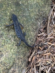 Ichthyosaura alpestris