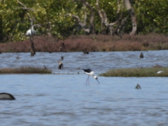 Himantopus leucocephalus