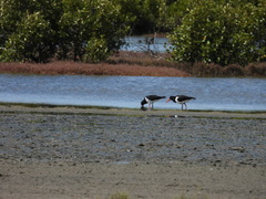 Haematopus longirostris
