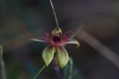 Caladenia discoidea