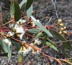 Eucalyptus calycogona