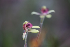 Caladenia discoidea
