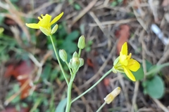Diplotaxis tenuifolia