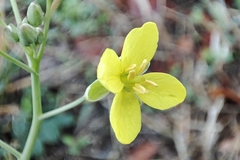 Diplotaxis tenuifolia