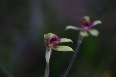 Caladenia discoidea
