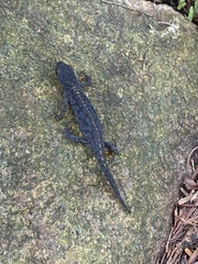 Ichthyosaura alpestris