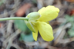 Diplotaxis tenuifolia