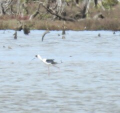 Himantopus leucocephalus