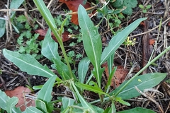 Diplotaxis tenuifolia