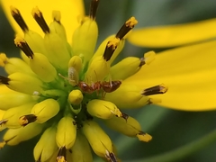 Prenolepis imparis