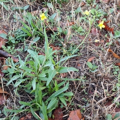 Diplotaxis tenuifolia