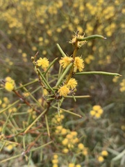 Acacia enterocarpa