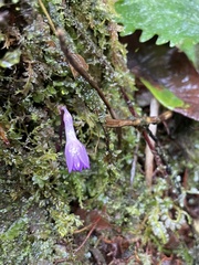 Apteria aphylla