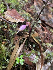 Apteria aphylla