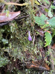 Apteria aphylla