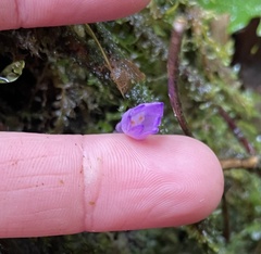 Apteria aphylla