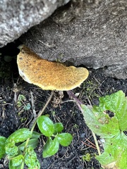 Suillus cavipes