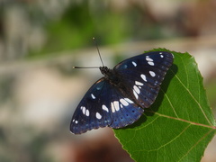 Limenitis reducta