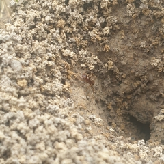 Aphaenogaster longiceps