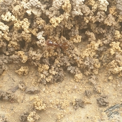 Aphaenogaster longiceps