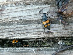 Nicrophorus vespilloides