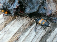 Nicrophorus vespilloides