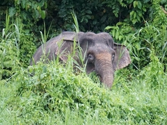 Elephas maximus borneensis
