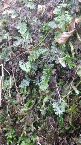 Hymenophyllum tunbrigense image