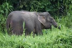 Elephas maximus borneensis
