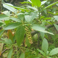 Phytolacca octandra