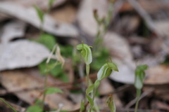 Pterostylis brevisepala