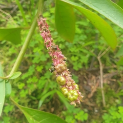 Phytolacca octandra