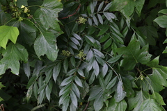 Sorbus americana