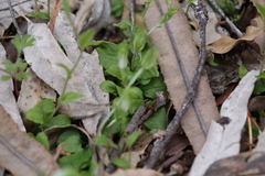 Pterostylis brevisepala