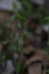 Pterostylis brevisepala