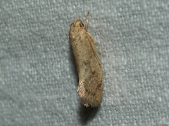 Syncometes vilis