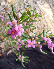 Boronia glabra