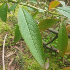 Phytolacca octandra