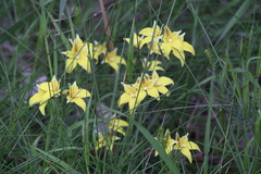 Caladenia flava flava