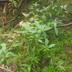 Phytolacca octandra