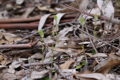 Pterostylis brevisepala