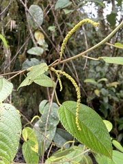 Acalypha macrostachya