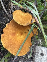 Suillus cavipes