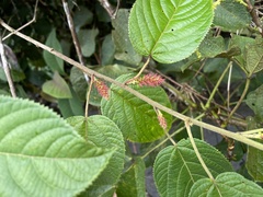 Acalypha macrostachya