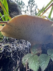 Suillus cavipes