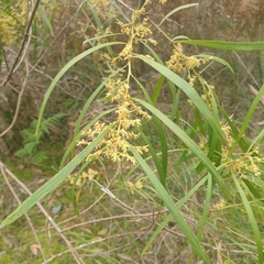 Acacia mucronata longifolia