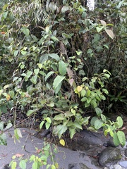 Acalypha macrostachya