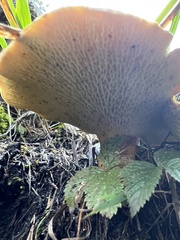 Suillus cavipes
