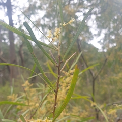 Acacia mucronata longifolia