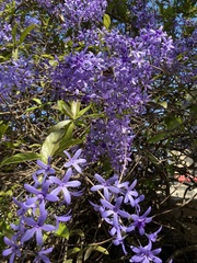 Petrea volubilis